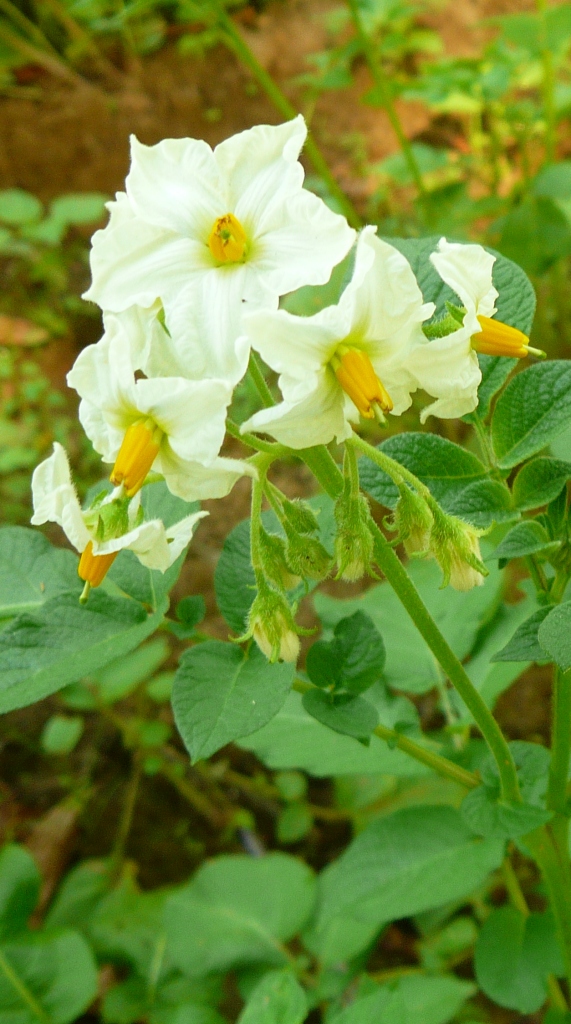Eine Blühende Kartoffelpflanze von der Festkochende Sorte Agria Sortenempfehlung von deiner Tante Bayern