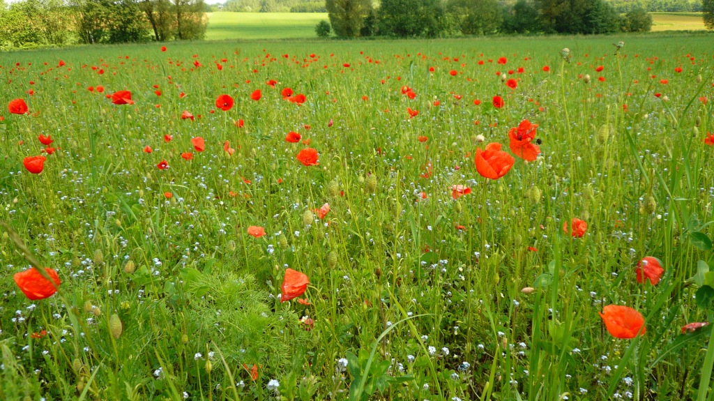 Für die Regenerierung der Ackerfläche werden Wiesen mit Blühmischungen angesät die für unsere Insekten sehr wertvoll sind ganz ohne Chemischen Mitteln deine Tante Bayern