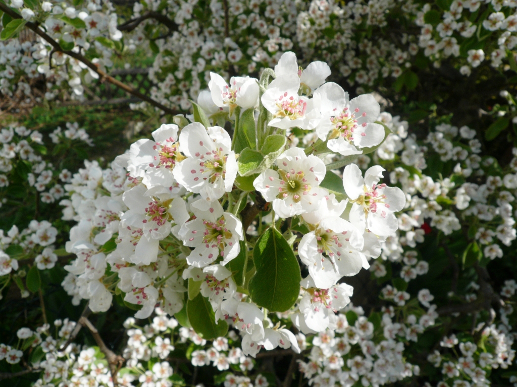 Eine Blütenpracht im warmen April schöne weiße Birnenblüten mit einem leicht süßlichen Birnenaroma in der Luft einfach Herrlich, was bei uns im schönen Bayern Blüht von deiner Tante Bayern nur für dich
