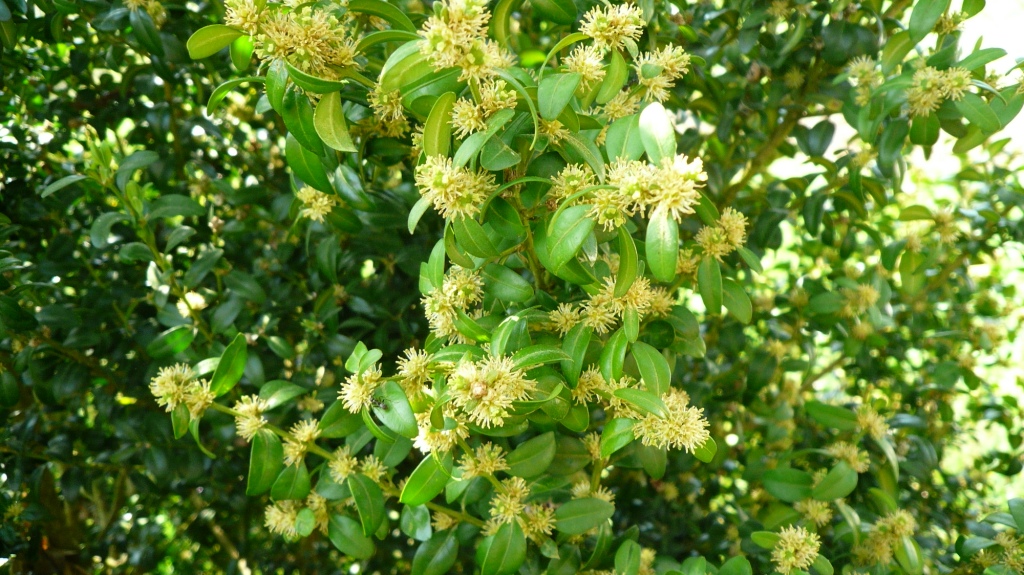 Unscheinbare Blüten vom Buchsbaum Die Buchsbaumblüte Ende April unscheinbar aber ein schönes Naturschauspiel in mitten unserer bayerischer Heimat einfach mal vor die Haustüre gehen genießen von deiner Tante Bayern nur für dich die schönsten Momente.