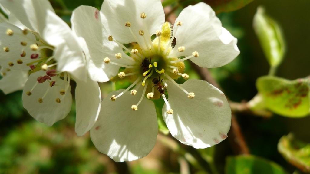 Die Kirschblüte bei uns um die Ecke nur für dich von deiner „Tante Bayern“