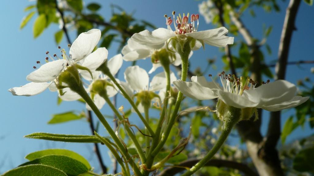 Die Kirschblüte bei uns um die Ecke nur für dich von deiner „Tante Bayern“