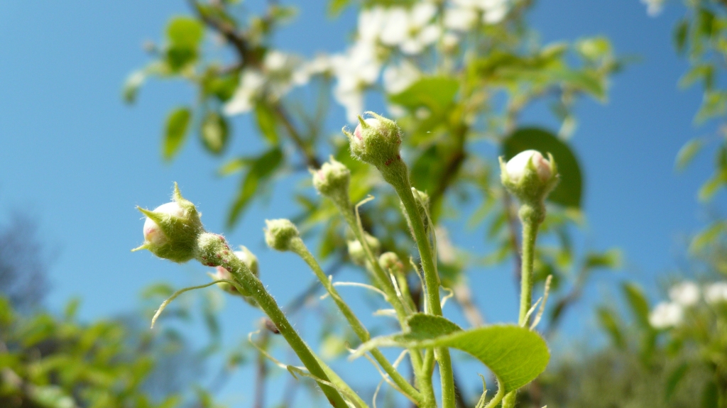 Die Kirschblüte bei uns um die Ecke nur für dich von deiner „Tante Bayern“