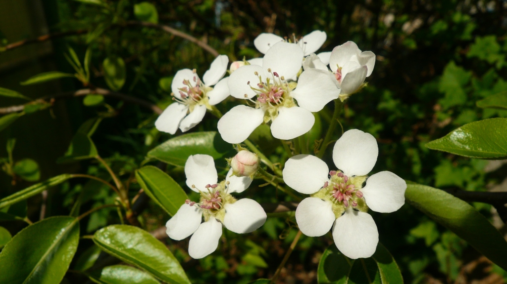 Die Kirschblüte bei uns um die Ecke nur für dich von deiner „Tante Bayern“