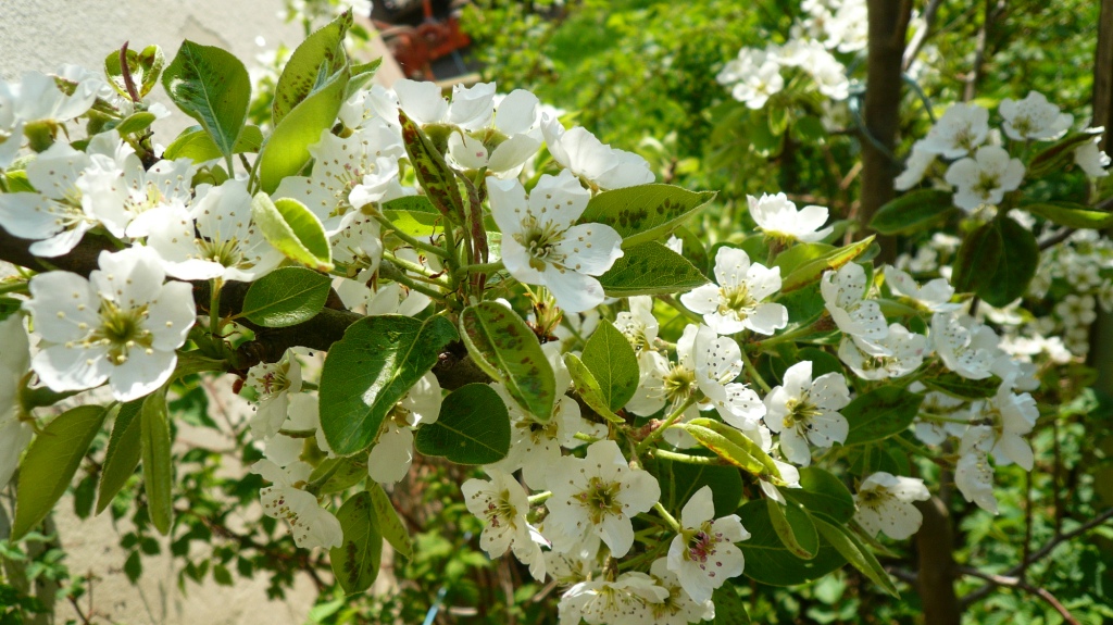 Die Kirschblüte bei uns um die Ecke nur für dich von deiner „Tante Bayern“