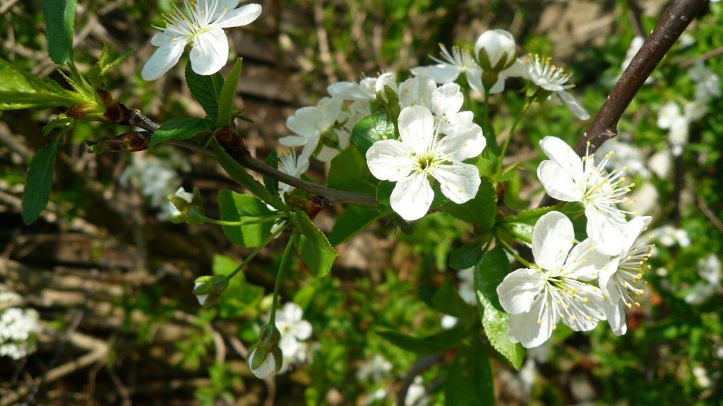 Die Kirschblüte bei uns um die Ecke nur für dich von deiner „Tante Bayern“