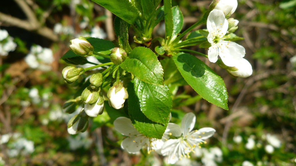 Die Kirschblüte bei uns um die Ecke nur für dich von deiner „Tante Bayern“