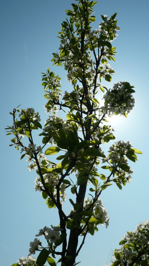 Die Kirschblüte bei uns um die Ecke nur für dich von deiner „Tante Bayern“