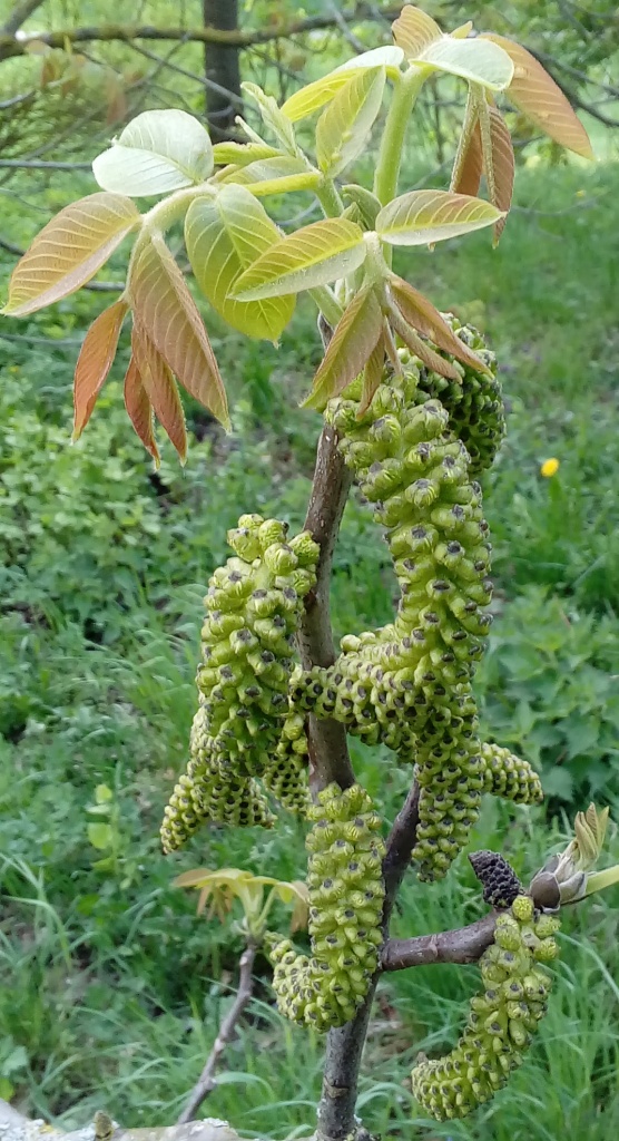 Die Walnussbaumblüte mit den auffälligen grünenbraunen längliche Kätzchen direkt vor deiner Haustür in diener bayerischen Heimat von deiner Tante Bayern