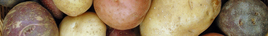 Verschiedene Kartoffel Sorten von fest bis mehlig kochend
