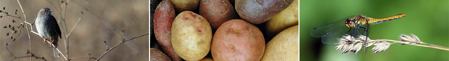 Gesunde Lebensmittel sind gut für Tier und Natur und natürlich auch für Menschen Gesunde Lebensmittel sind gut für Tier und Natur und natürlich auch für Menschen
