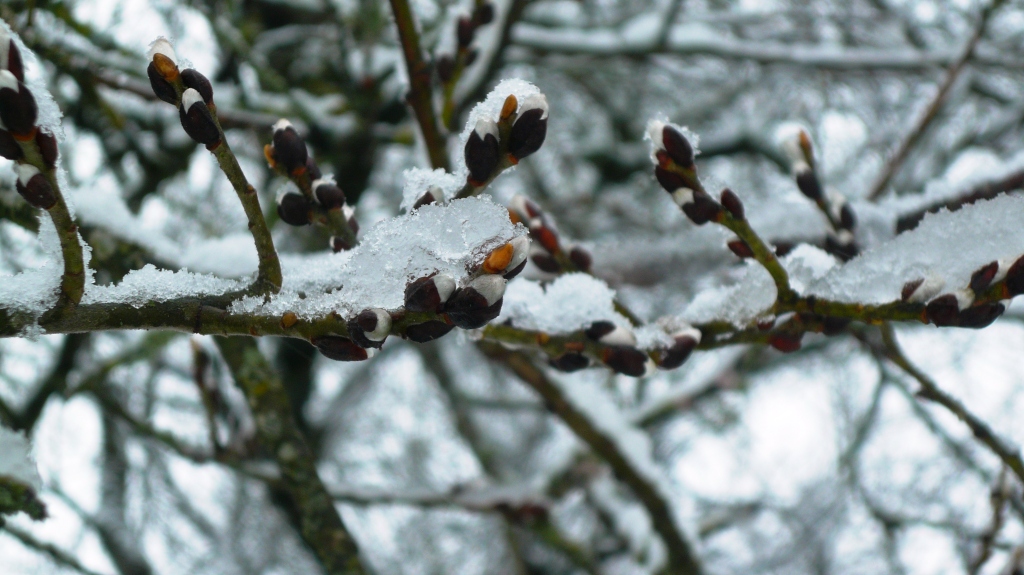 Einige Bäume wollen schon im Winter austreiben und plötzlich ist schon der Schnee dar von deiner Tante Bayern