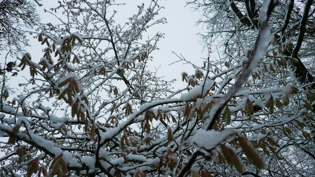 Einige Bäume wollen schon im Winter austreiben und plötzlich ist schon der Schnee dar von deiner Tante Bayern