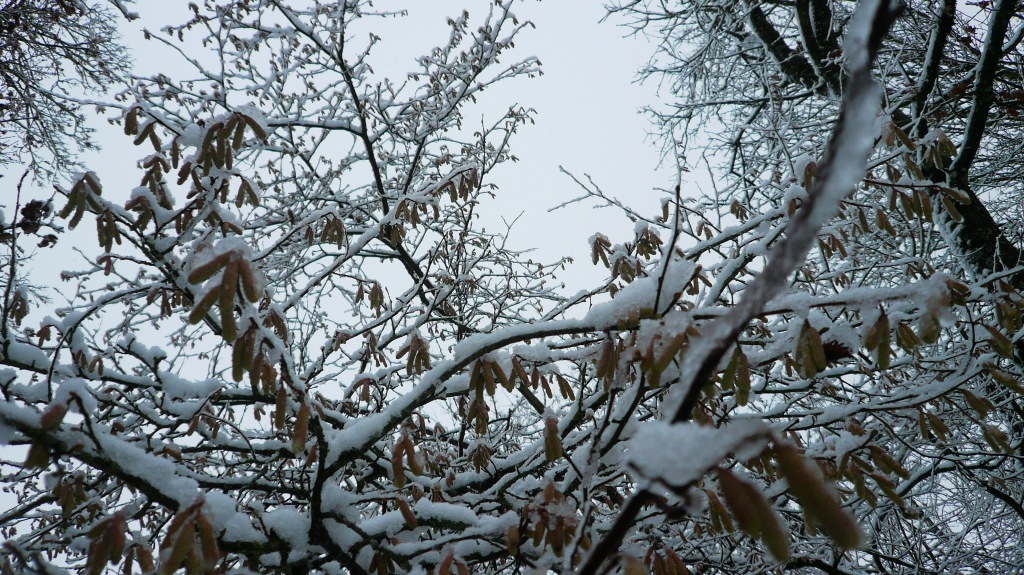 Verschneite Landschaft aus unser Heimat Einige Bäume wollen schon im Winter austreiben und plötzlich ist schon der Schnee dar von deiner Tante Bayern