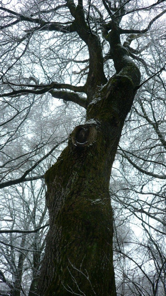 Eine große alte Eiche im Winter schön winterlich eingeschneit aus unserer bayerischen Heimat sie hat schon sehr viel ihrem Leben erlebt andächtig sollten wir vor dieser Natur stehen sollte man meinen deine liebe Tante Bayern.