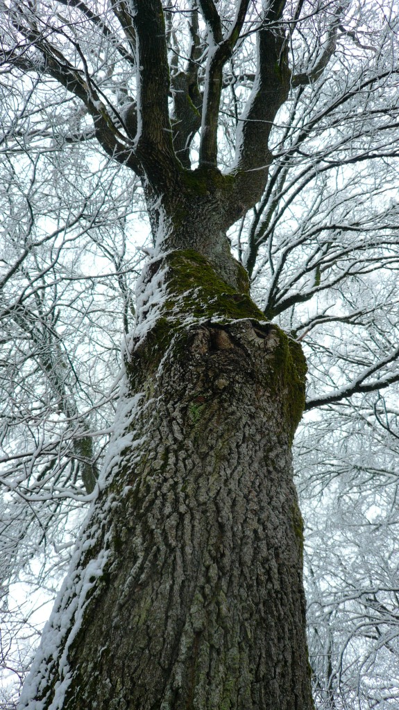 Eine große alte Eiche im Winter schön winterlich eingeschneit aus unserer bayerischen Heimat sie hat schon sehr viel ihrem Leben erlebt andächtig sollten wir vor dieser Natur stehen sollte man meinen deine liebe Tante Bayern.