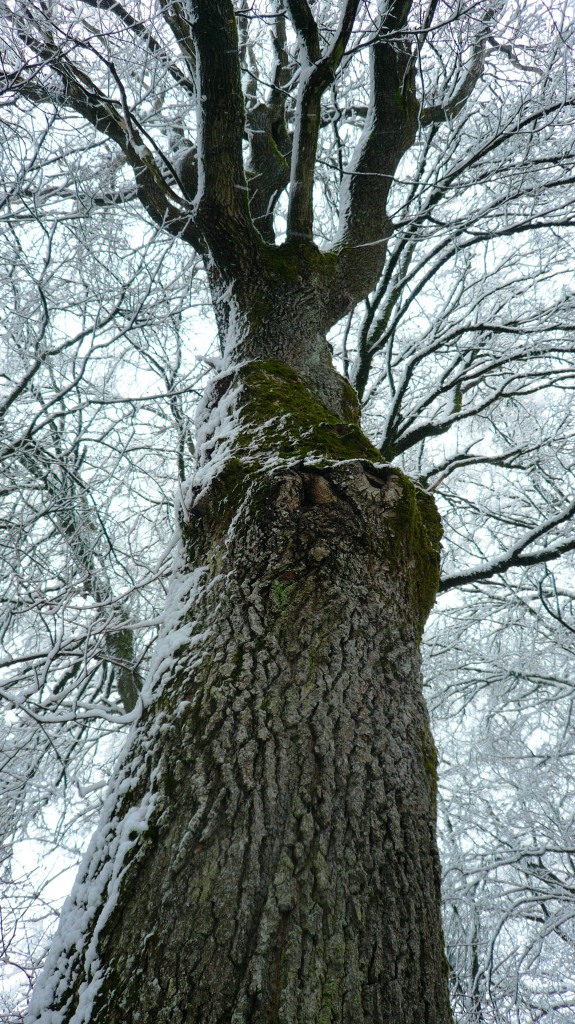 eine alte Eiche aus unserer bayerischen Heimat Eine große alte Eiche im Winter schön winterlich eingeschneit aus unserer bayerischen Heimat sie hat schon sehr viel ihrem Leben erlebt andächtig sollten wir vor dieser Natur stehen sollte man meinen deine liebe Tante Bayern.