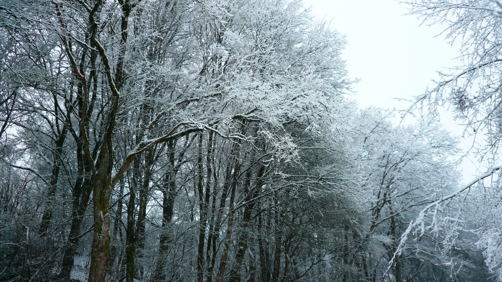 Verschneite Landschaft aus unser Heimat Eine schöne verschneite Landschaft aus meiner bayerischen Heimat Tante Bayern
